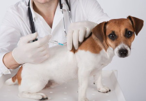 vacunas-perros