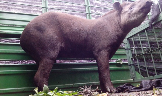 tapires_3uq68k7fa9p0