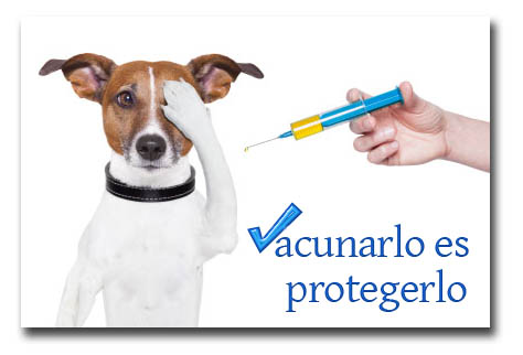 vacunacion-de-mascotas