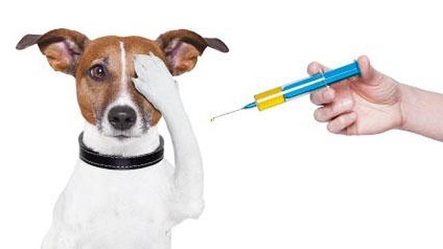 vacunas-perros-644x362